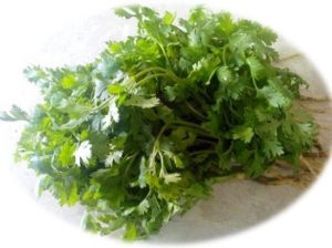 Cilantro Leaves