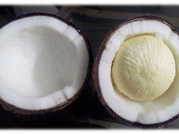 Coconut