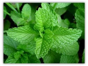 Mint Leaves