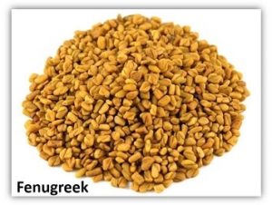 Fenugreek