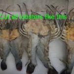 Lobster fry recipe