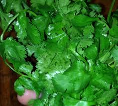 Cilantro Leaves