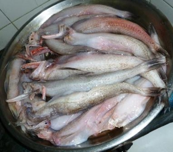 Bombay Duck