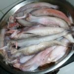 Bombay duck or bombil or lotte fish
