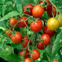 are tomatoes good for diabetics