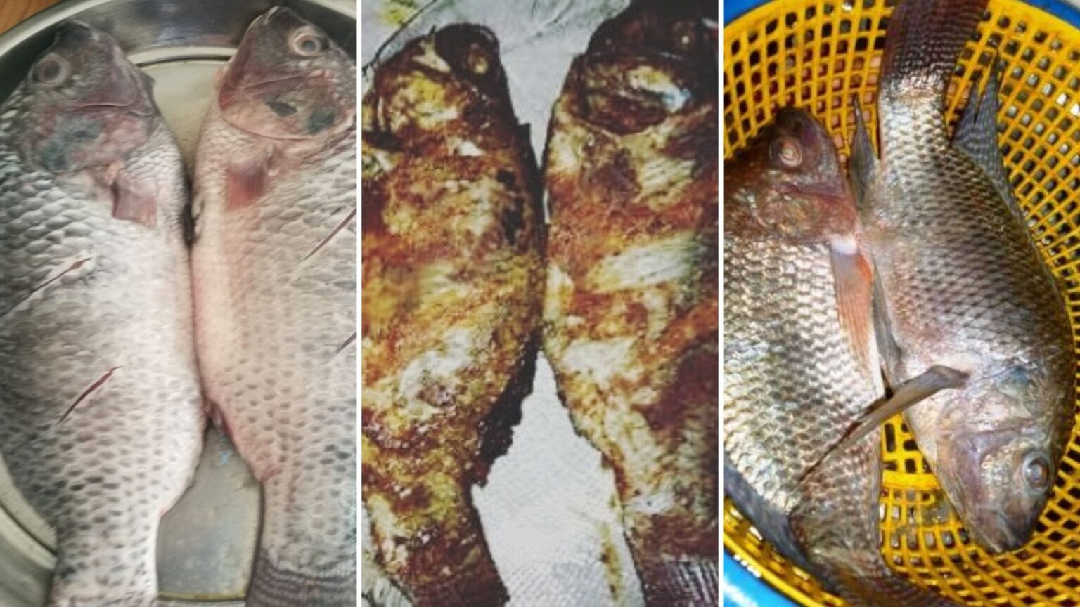 How to Grill Tilapia in Oven Simple & Easy Recipe Sultana's recipe