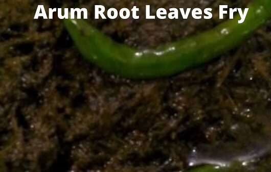 Arum Root Leaves