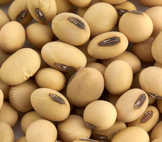 Soybean